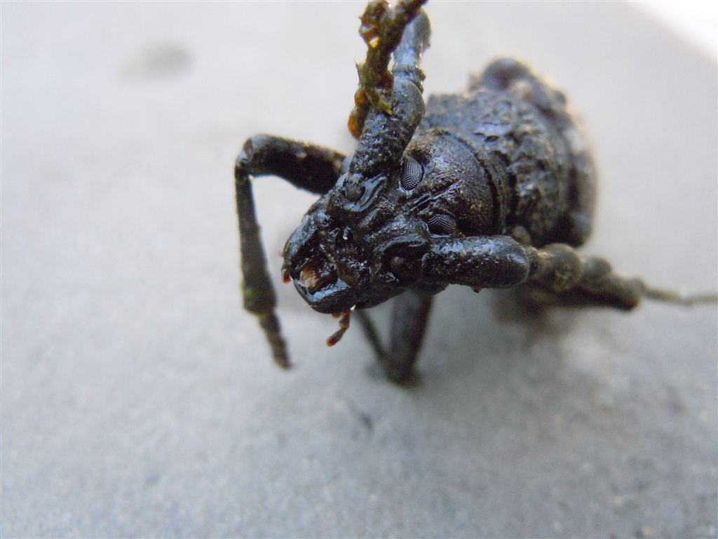 Enorme Cerambycidae - Cerambyx welensii